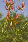 Turk's cap lily